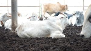 Cattle Farm