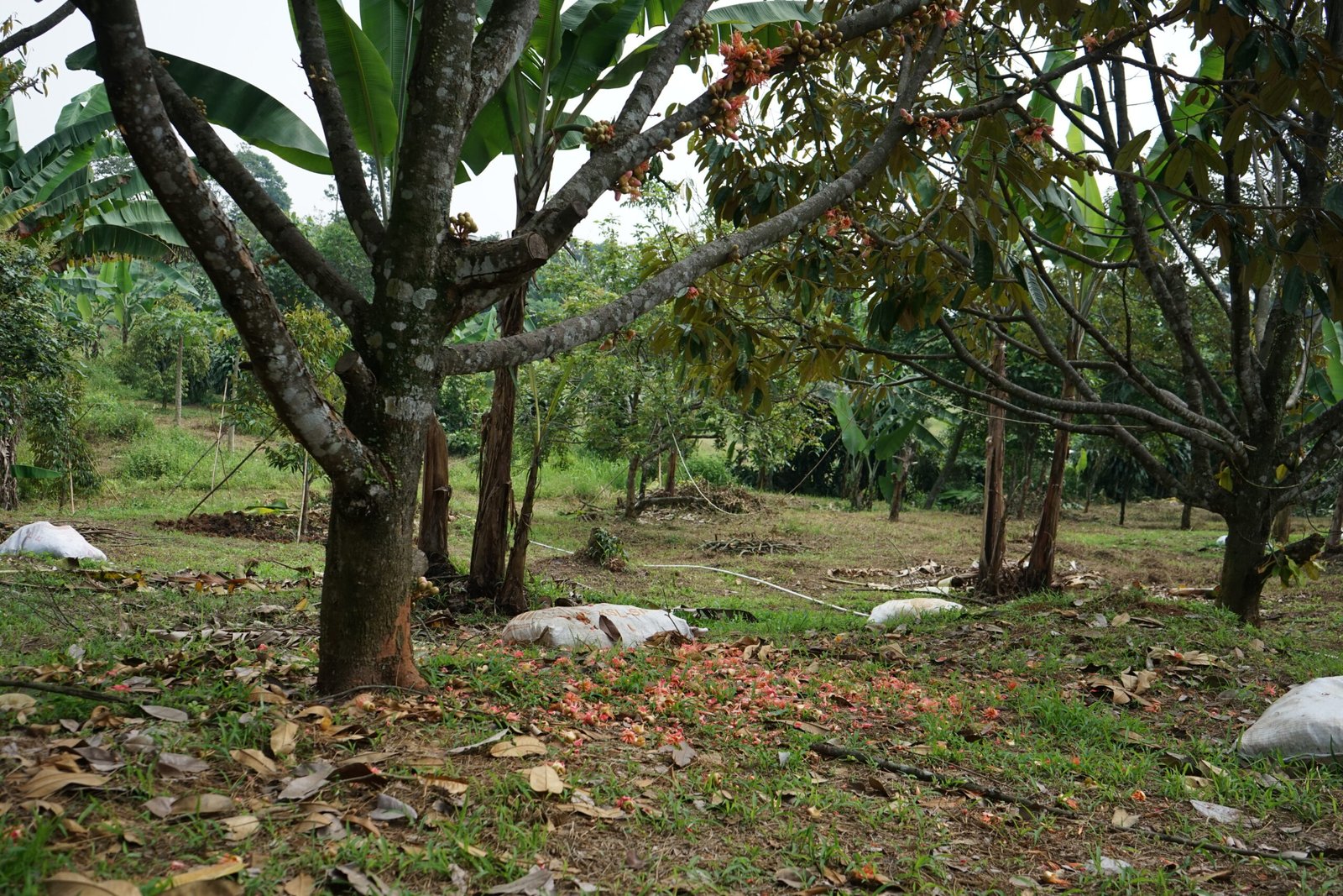 Innovation for Nature, Energy for the Future