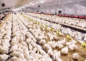 Broiler Farm