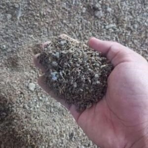 Dried Feses